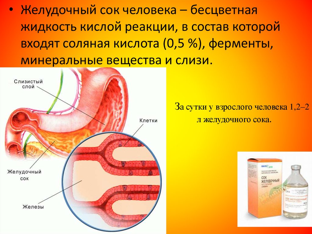 Желудочный сок пить