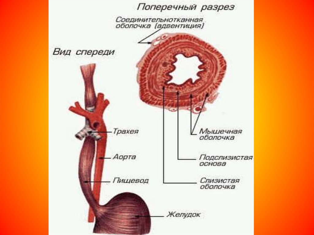 Пищевод анатомия рисунок человека строение