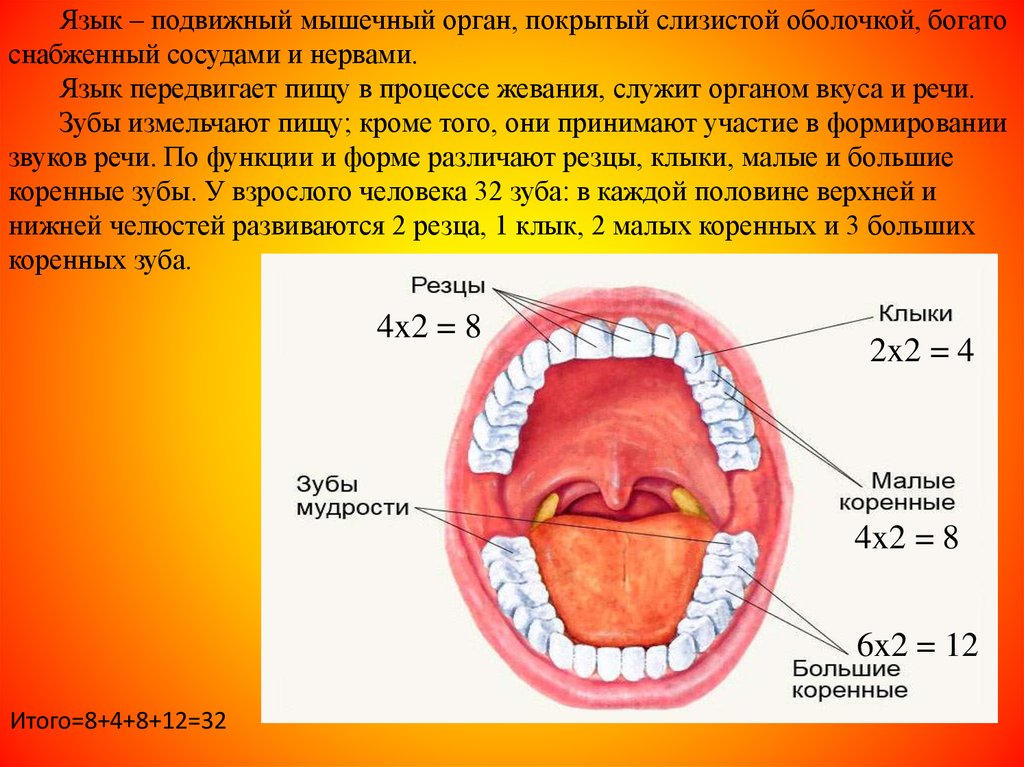 Язык мышечный орган покрытый оболочкой. Язык это подвижный мышечный орган. Подвижный мышечный орган в полости рта. Анатомия и физиология слизистых детей.