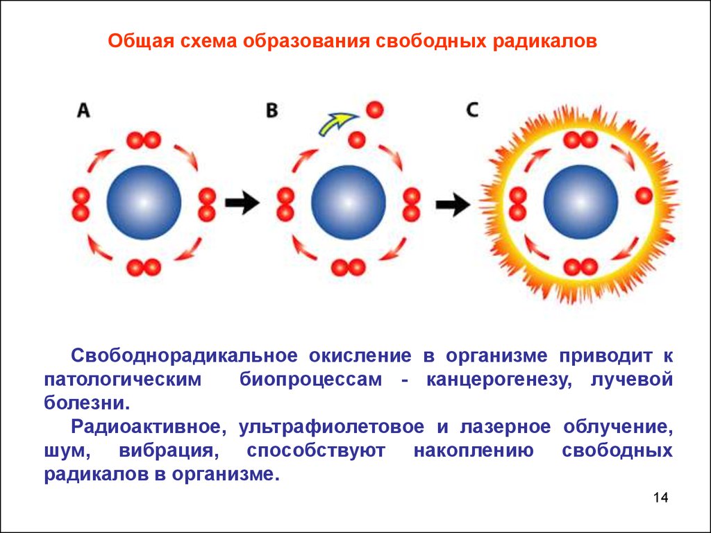 Свободное образующее. Схема образования свободных радикалов. Схема свободнорадикального окисления. Свободно-радикальное окисление. Как образуются свободные радикалы.