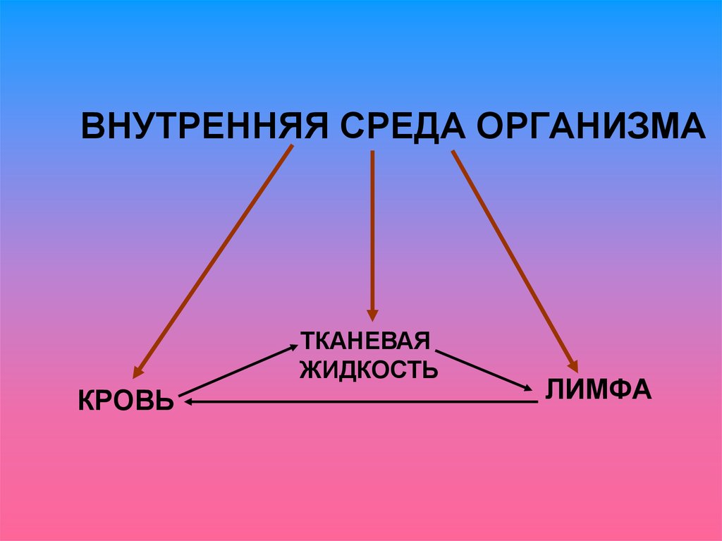 Среды организма человека. Составляющие внутренней среды организма. Внутренняя среда кровь лимфа тканевая жидкость. Внутренняясрела организма это. Внутрвнняяреда организма.