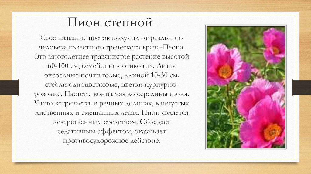 Цветок получивший свое название. Пион Степной описание. Пион гибридный красная книга. Пион Степной описание в красной книге. Пион Степной описание краткое содержание.