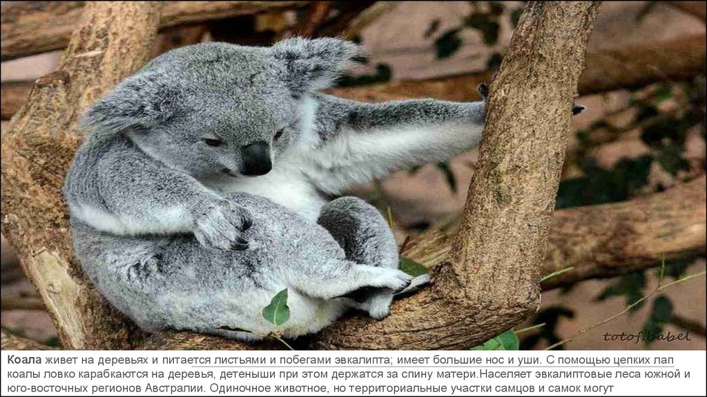 Лапа коалы. Коала живет на эвкалиптовых деревьях. Коала в эвкалиптовом лесу. Побеги и листья эвкалипта коалы.