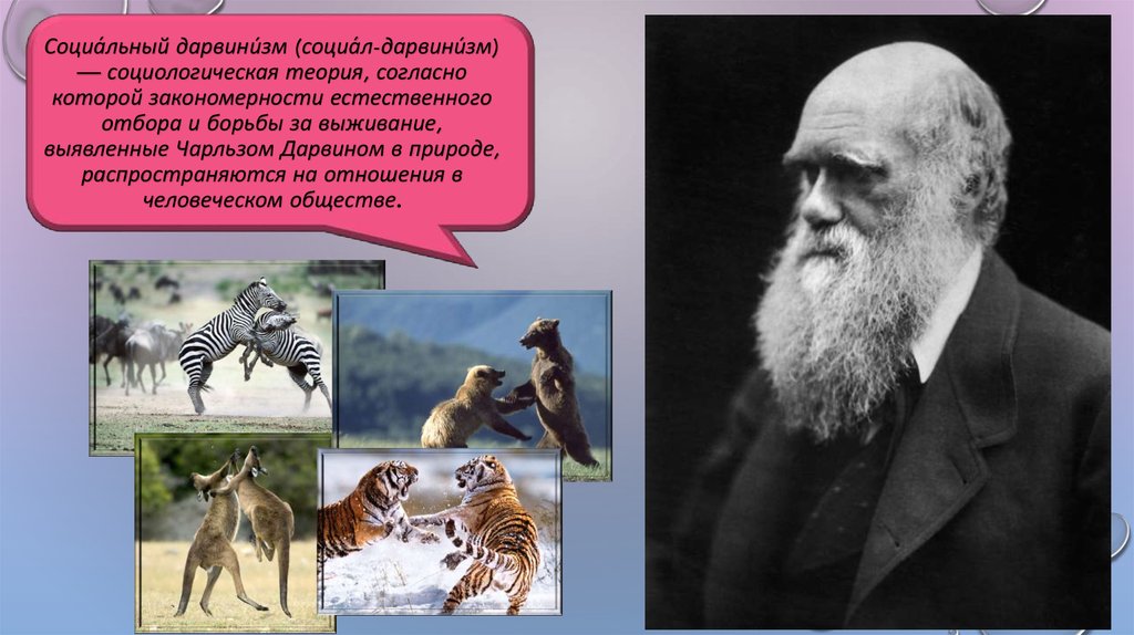 Дарвин дарвинизм. Чарльз Дарвин дарвинизм. Теория естественного отбора Чарльза Дарвина. Социальный дарвинизм. Теория социал дарвинизма.