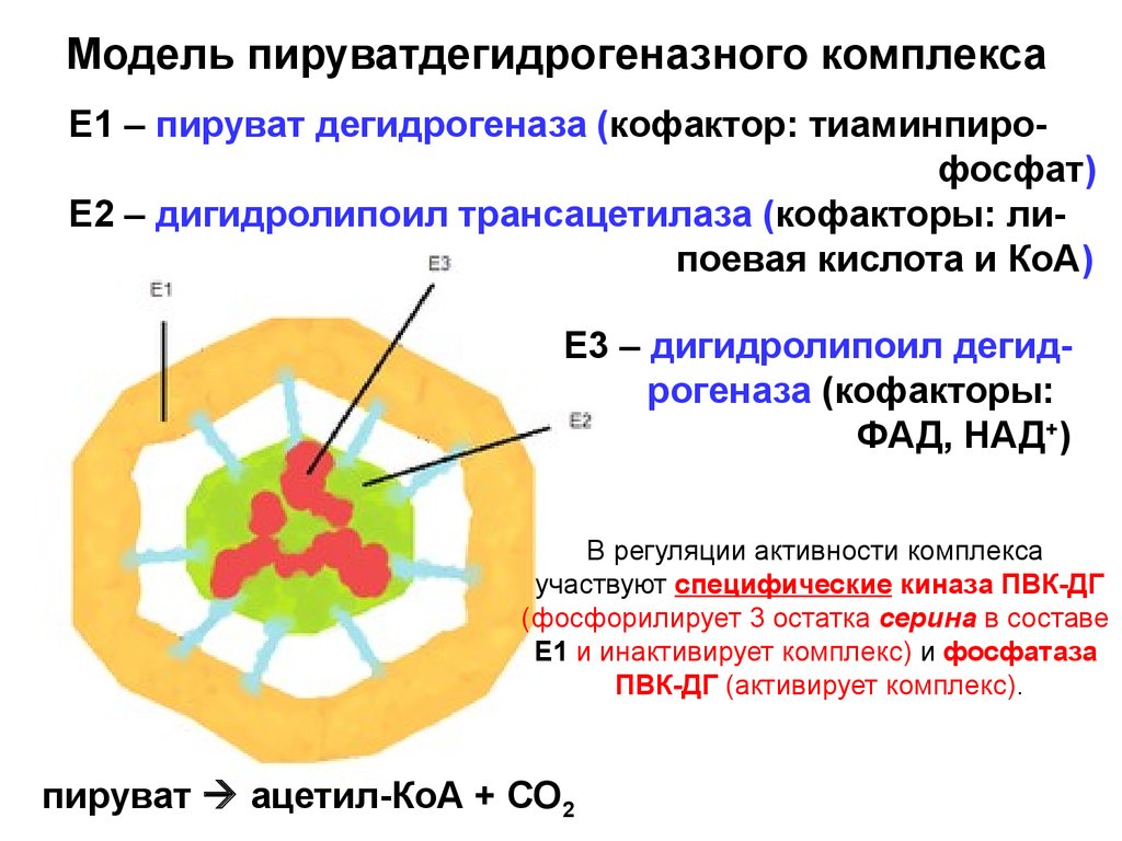 Структурно функциональная организация пируватдегидрогеназного комплекса схема