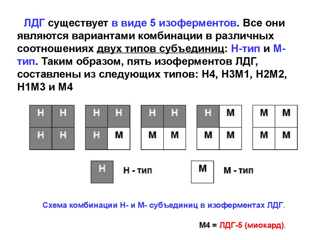 Лдг что это. Изоферменты ЛДГ. Изоферменты лактат дегидрогеназа. Изоферменты лактатдегидрогеназы (ЛДГ). Фермент ЛДГ изоформы.