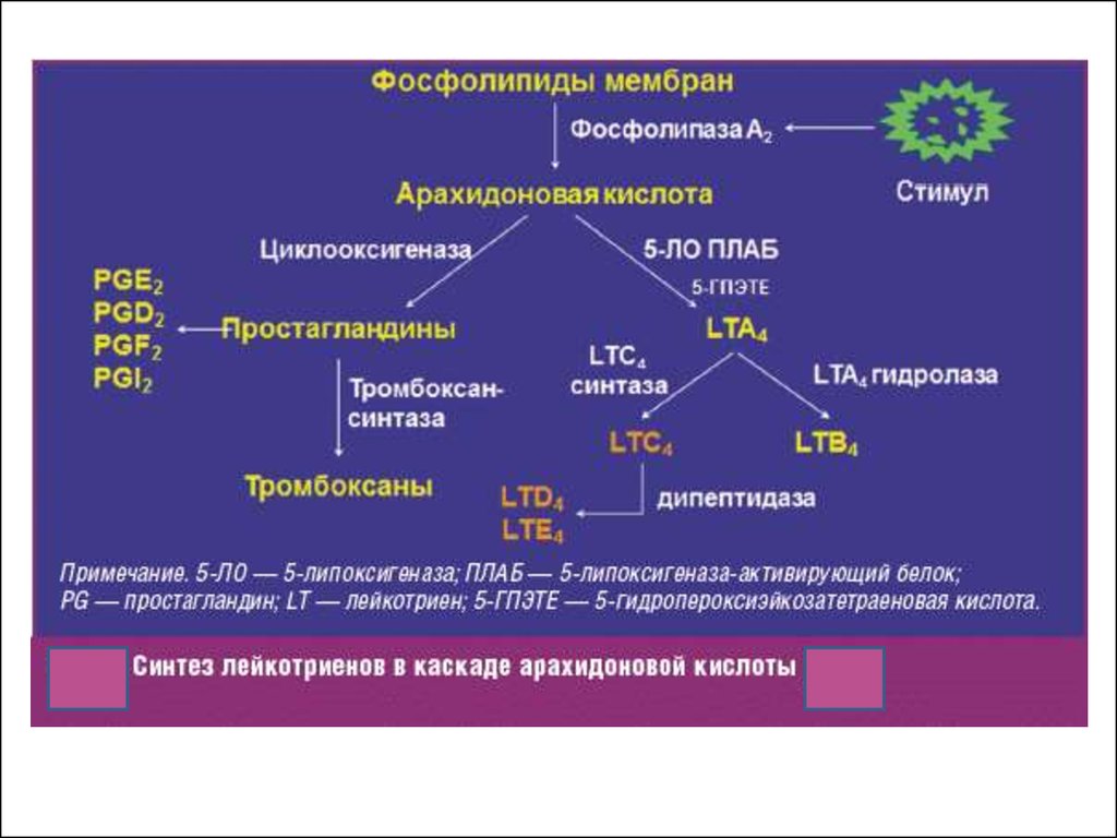 Каскад арахидоновой кислоты схема