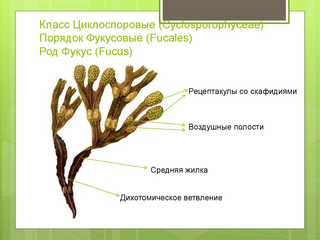 Фукус отдел. Рецептакулы фукуса. Бурая водоросль фукус строение. Фукус пузырчатый строение. Фукус Тип таллома.