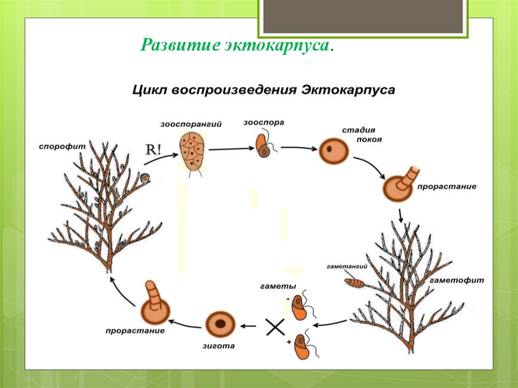 Жизненные стадии водорослей. Схема цикла развития эктокарпуса. Эктокарпус жизненный цикл. Эктокарпус цикл развития. Цикл развития фукуса.