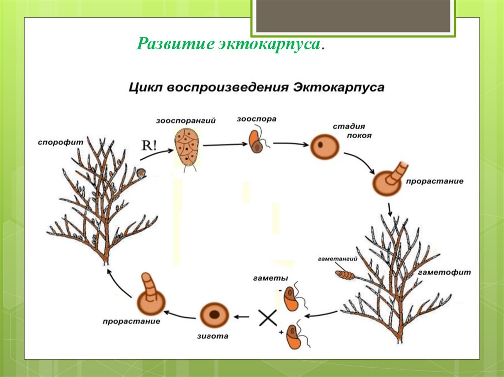 Цикл развития водорослей схема