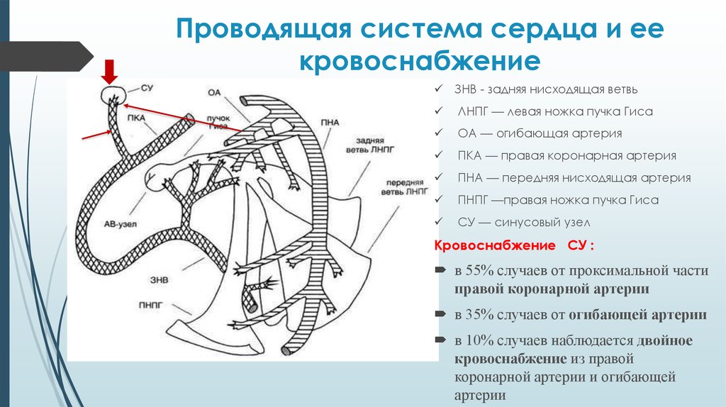 Система узлы. Кровоснабжение синусового узла. Проводящая система сердца кровоснабжение. Коронарный кровоток синусовый узел. Кровоснабжение проводящей системы сердца.