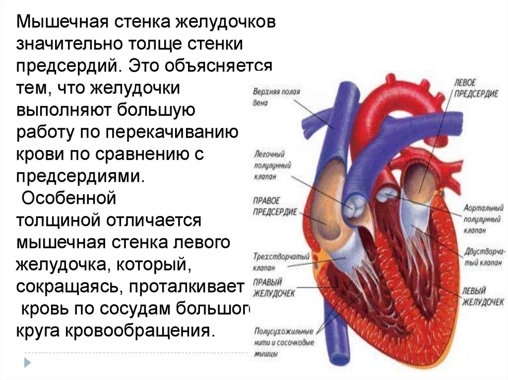 Толстая стенка сосуда. Сердце правое предсердие левое предсердие желудочек. Мышечная стенка сердца желудочков. Строение желудочков сердца. Строение сердца желудочки предсердия.