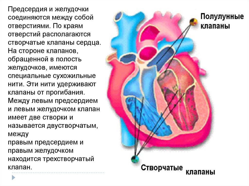 Правый желудочек отделен от правого предсердия. Сердце желудочки и предсердия клапаны. Клапан между левым предсердием и желудочком. Клапан между левым желудочком и левым предсердием. Между предсердиями и желудочками находятся клапаны створчатый.