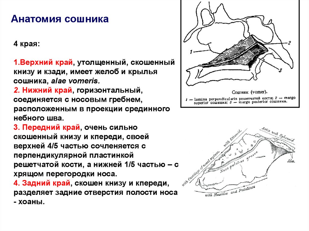 Сошник носа фото