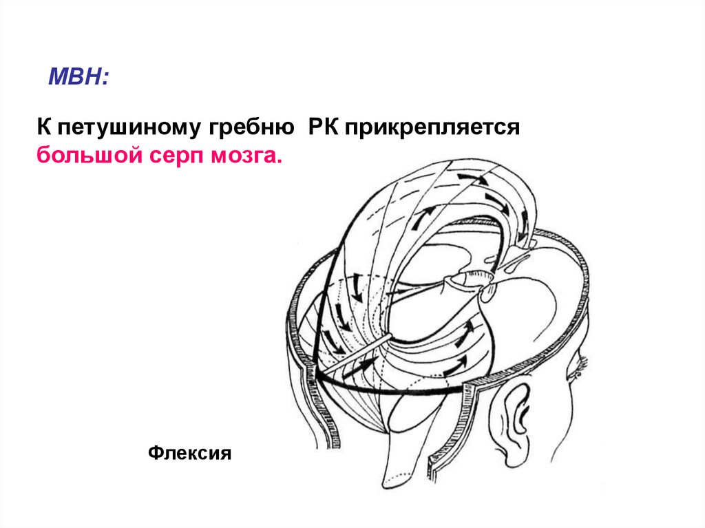 Серп большого мозга. Серп головного мозга. Большой серповидный отросток мозга. Большой серп головного мозга. Серп мозга анатомия.