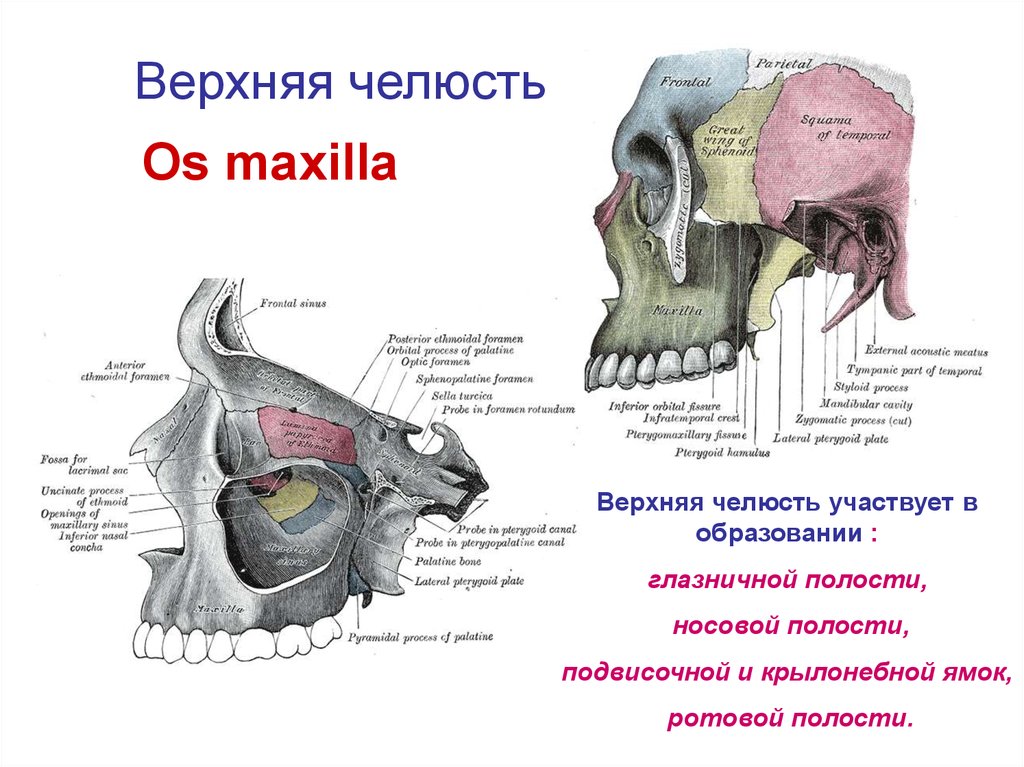 Полости лицевого черепа. Верхняя челюсть черепа анатомия строение. Строение верхнечелюстной кости черепа человека. Строение кости верхней челюсти. Верхняя челюсть кость черепа анатомия.