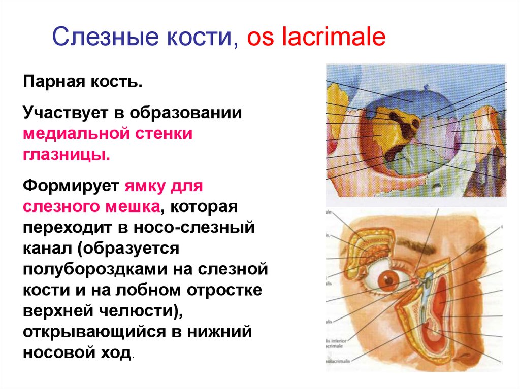 Стенки глазницы. Ямка слезного мешка анатомия. Носослезный канал анатомия череп. Слезная кость строение ямка слезного мешка. Кости участвующие в образовании медиальной стенки глазницы.