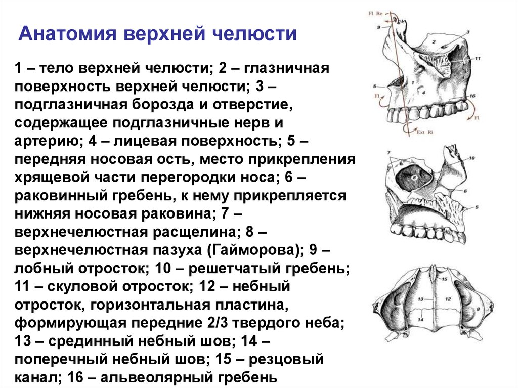 Альвеолярный гребень нижней. Верхняя челюсть анатомия небный отросток. Носовой гребень верхней челюсти. Клыковая ямка верхней челюсти. Решетчатый гребень верхней челюсти.