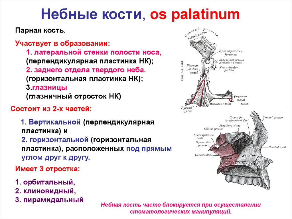 Полость участвовать. Небная кость (os Palatinum). Горизонтальная пластинка небной кости на черепе. Небная кость строение анатомия. Перпендикулярная пластинка небной кости.