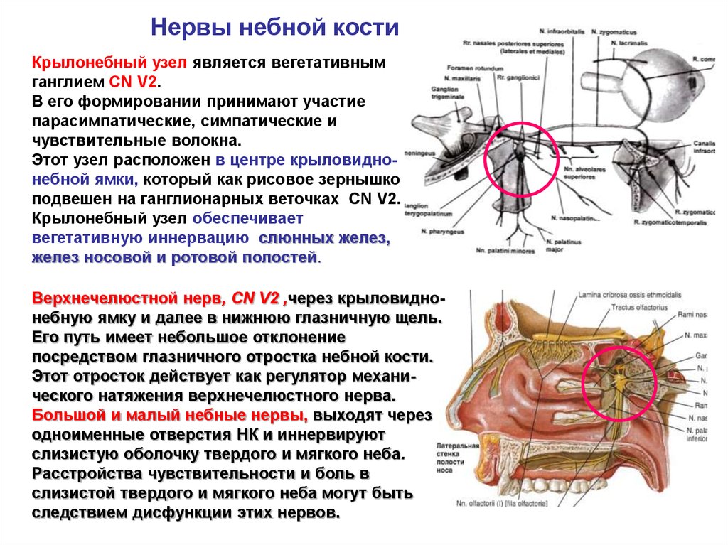 От крылонебного узла отходят. Крылонебный узел анатомия. Крылонебный ганглий анатомия. Крыловидно небный узел анатомия. Крылонебный нерв.