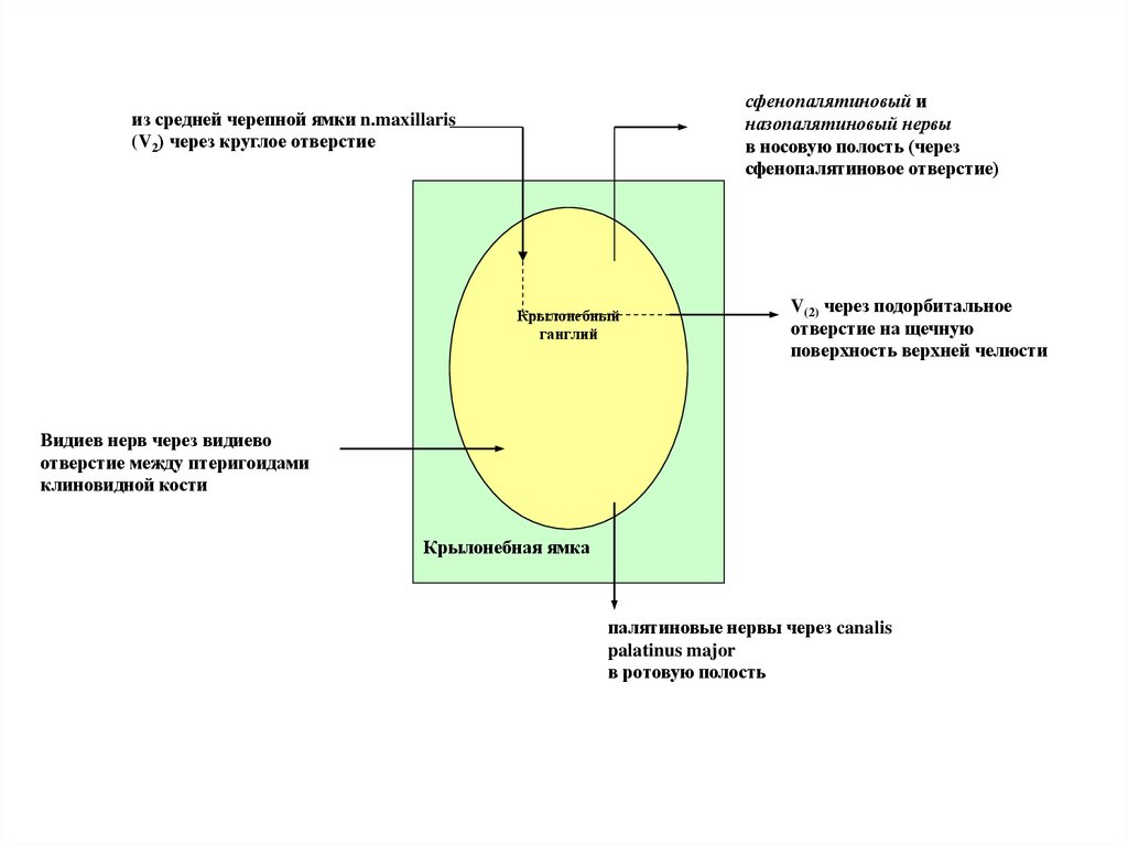 Полость через. Отверстия средней черепной ямки таблица.