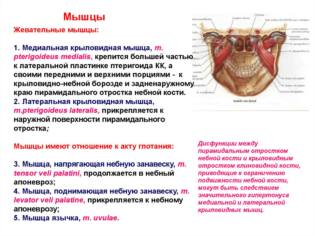 Небная занавеска. Жевательные мышцы медиальная крыловидная. Медиальная крыловидная мышца выполняет функции. Медиальная крыловидная мышца (m. pterygoideus medialis). Жевательная крыловидная мышца функции.