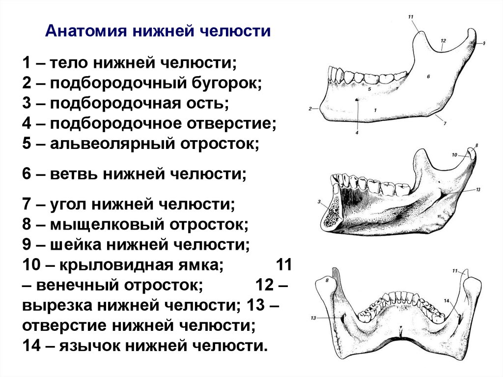 Строение нижней челюсти человека фото с описанием