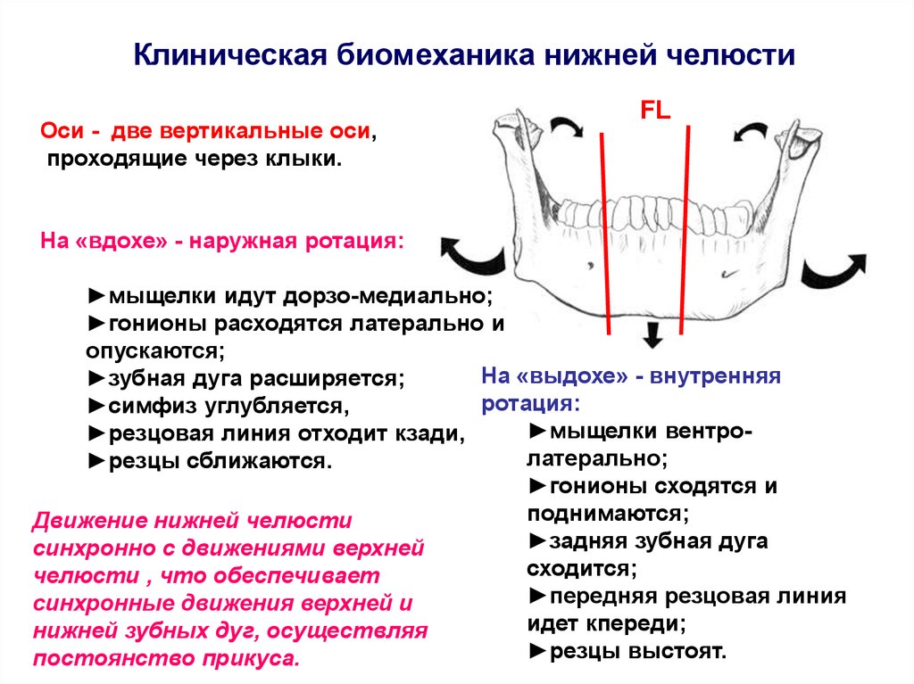 Биомеханика нижней челюсти презентация