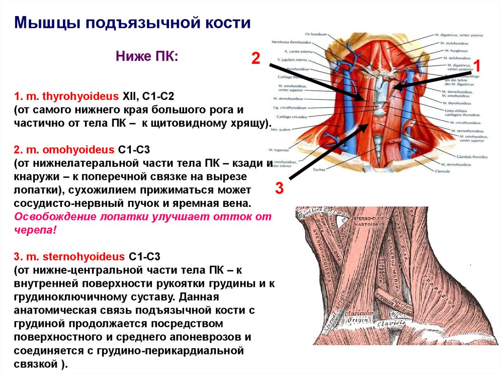 Мышцы расположенные ниже подъязычной кости. Мышцы выше подъязычной кости. Мышцы прикрепляющиеся к подъязычной кости. Мышцы лежащие ниже подъязычной кости.