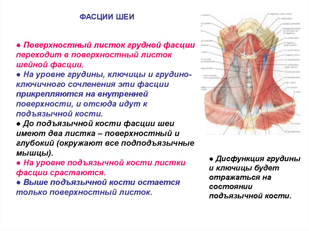 Шейная фасция. Поверхностная фасция шеи. Листки шейной фасции. Поверхностный листок шейной фасции. Листок поверхностной фасции шеи.