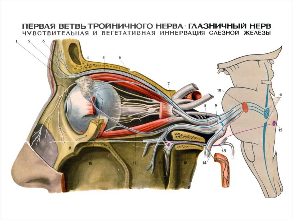 Слезная железа нерв. Глазная ветвь тройничного нерва. Глазничная ветвь тройничного нерва. Глазной нерв анатомия тройничного нерва. Глазной нерв 1 ветвь тройничного нерва.