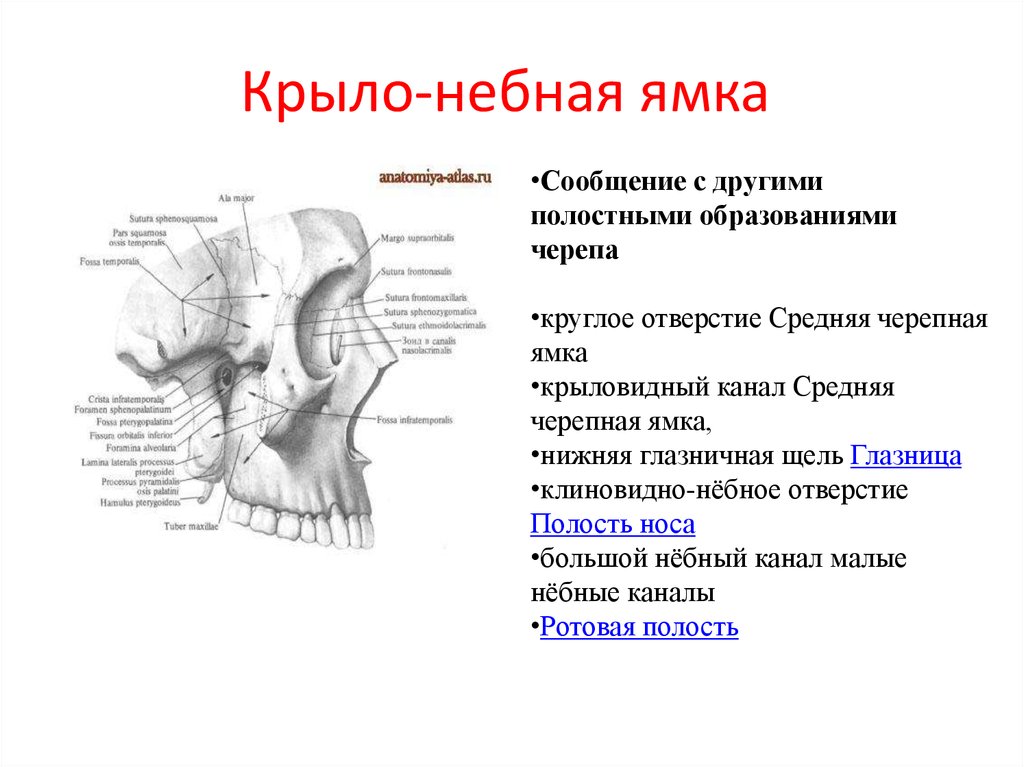 Сообщение глазницы с крыловидно небной ямкой