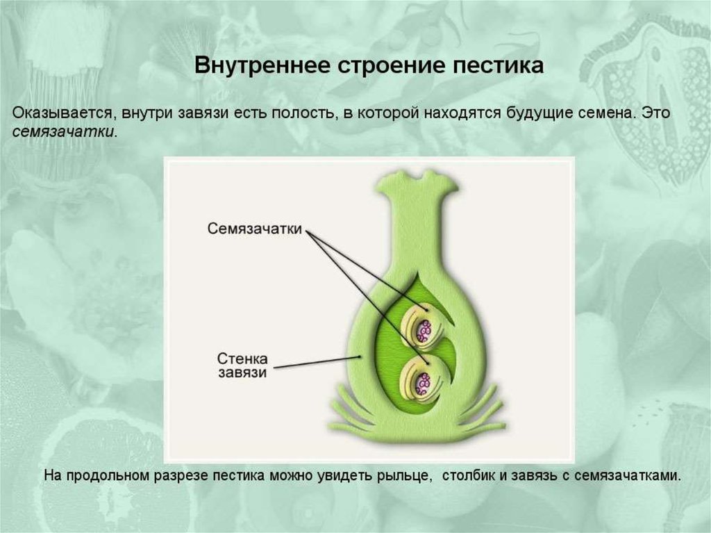 Что развивается внутри семязачатка зародышевый мешок