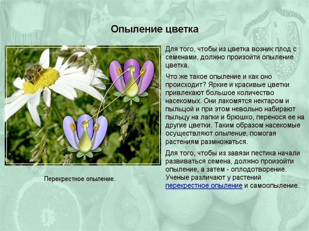 Какая ботаническая наука изучает опыление. Виды опыления цветов. Способы опыления растений. Способы опыления цветка. Типы опыления растений.