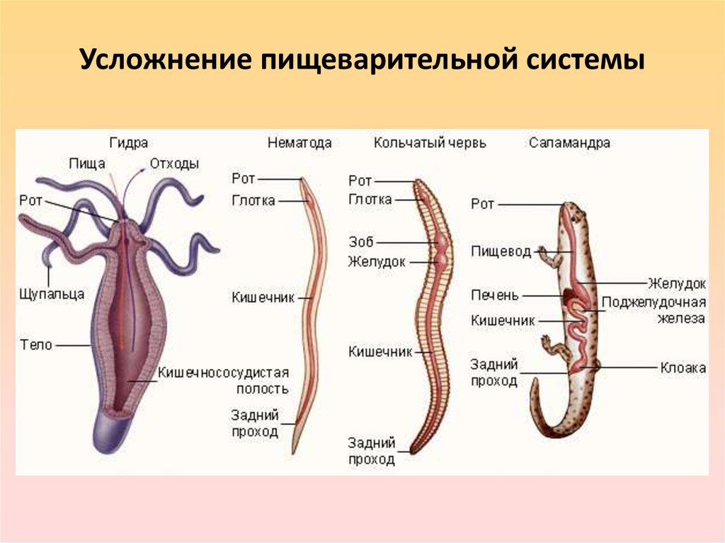 Простейшие кишечнополостные черви
