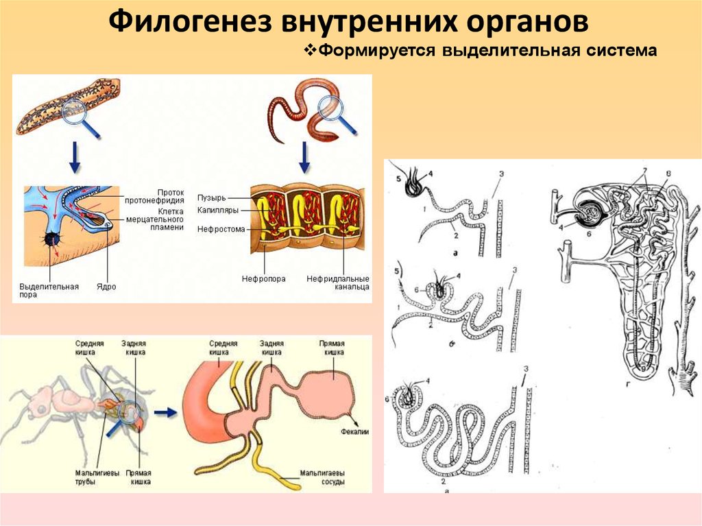 Филогенез органов