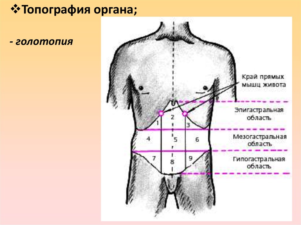 Зоны брюшной полости схема