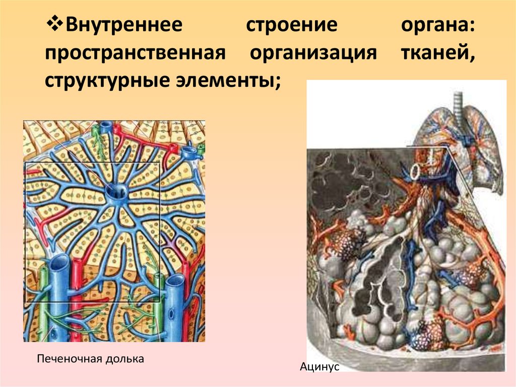 Организация ткани. Структурные элементы тканей. Внутреннее строение организации. Ацинус внутренние строение. Структурные компоненты ткани.