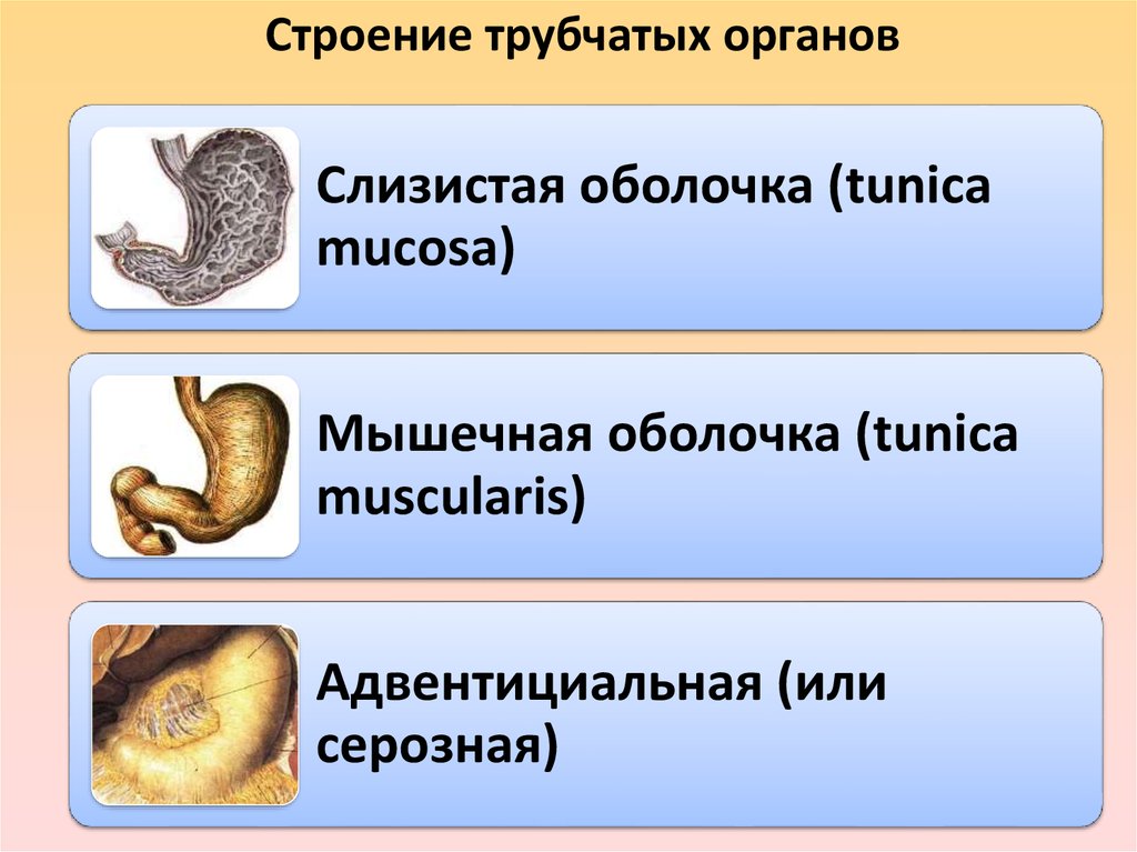 Строение трубчатых органов. Строение паренхиматозного и трубчатого органов. Строение паренхиматозных органов. Трубчатые органы примеры. Полые трубчатые органы.