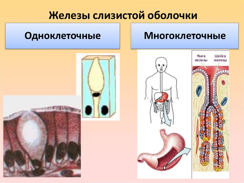 Железы слизистой оболочки. Многоклеточные слизистые железы у. Одноклеточные железы слизистой оболочки. Функции слизистой железы.