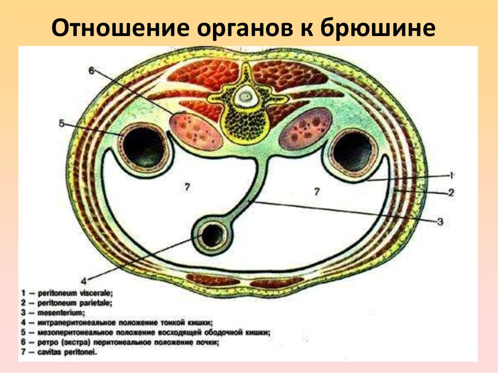 Схема в разрезе