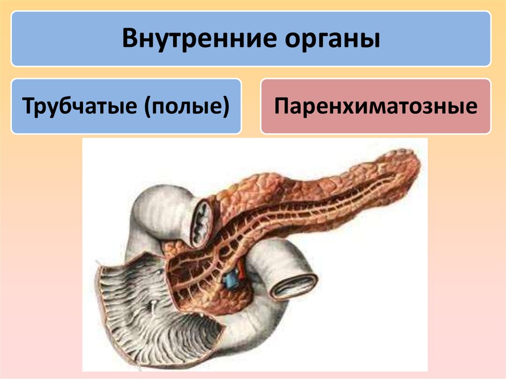 Строение трубчатых органов