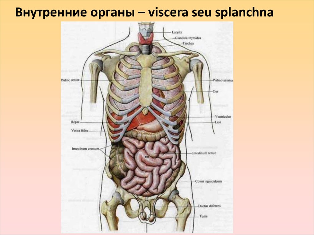 Органы человека расположение с названиями. Строение внутренних органов сбоку. Строение органов человека спереди. Строение внутренних органов человека в картинках у мужчин спереди.