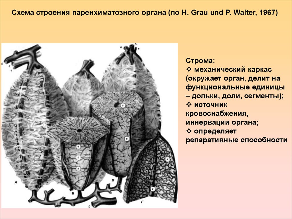 Паренхиматозные органы это. Схема строения паренхиматозного органа. Строение паренхиматозных органов. Каркас паренхиматозных органов. Паренхиматозный Тип строения.