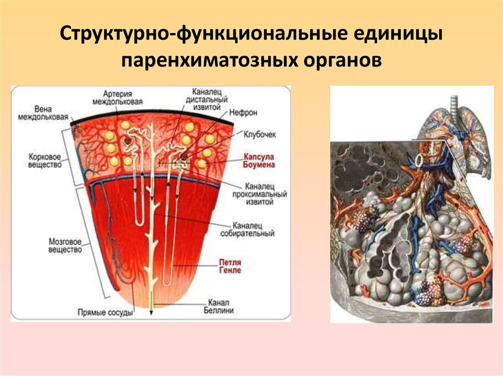 Структурная единица. Принцип строения паренхиматозных органов. Схема строения паренхиматозного органа. Структурно функциональные единицы паренхиматозных органов. Строение паренхиматозного органа анатомия.