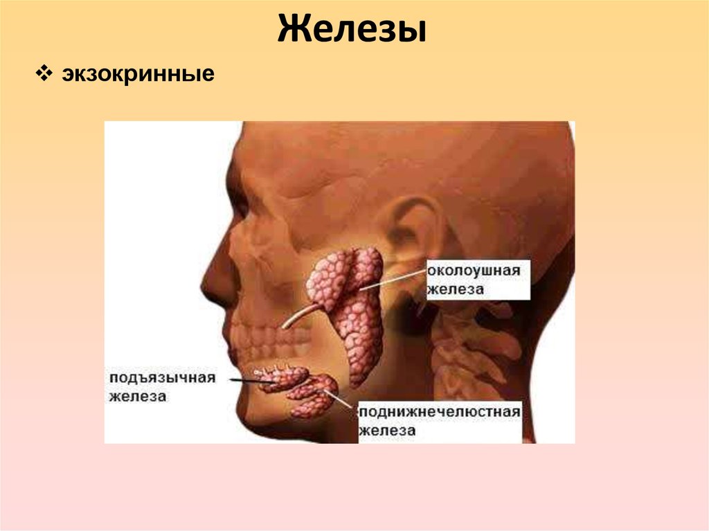 Околоушная железа рисунок