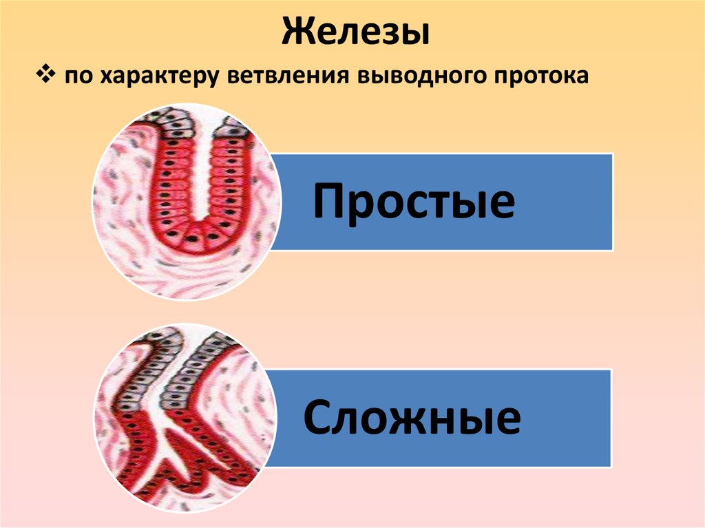 Выводной проток ветвится. По ветвлению выводных протоков. Классификация желез по ветвлению выводного протока. Примеры желез по ветвлению протоков. По ветвлению выводных протоков железы квалифицируются.