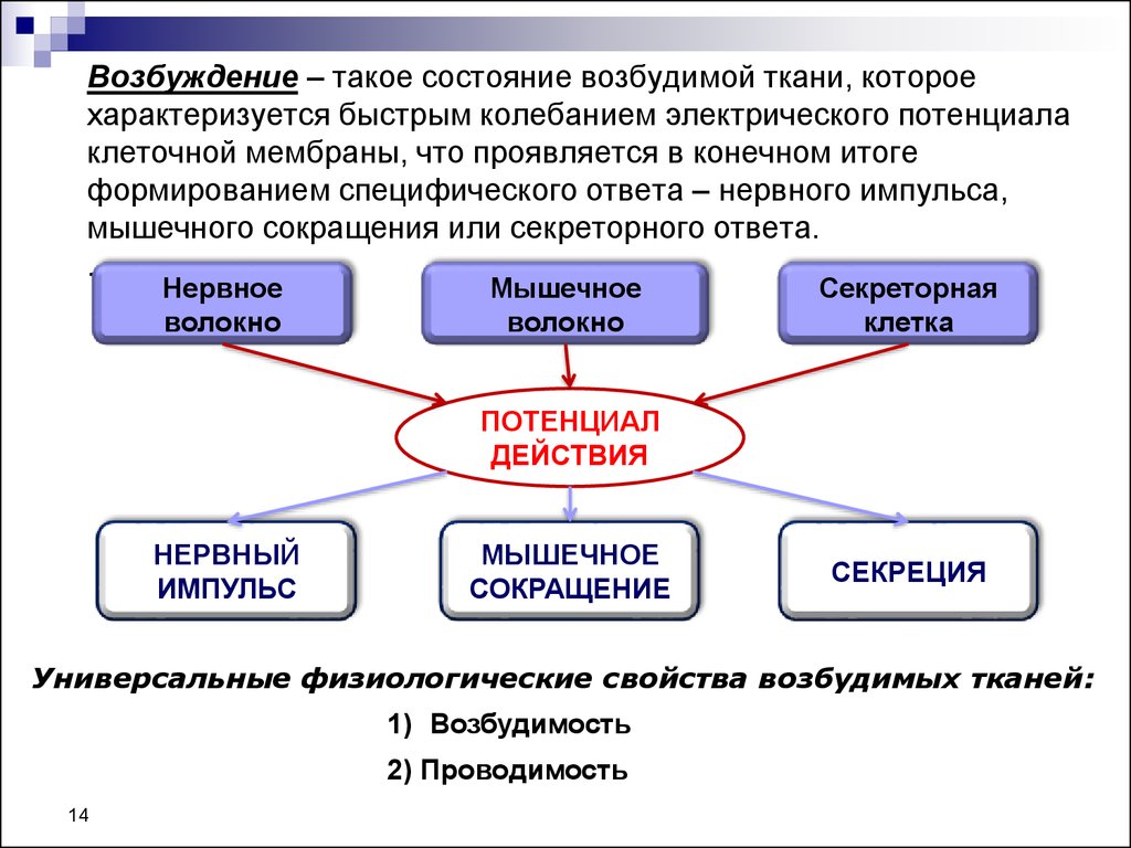 Общее возбуждение. Состояния возбудимых тканей. Основные состояния возбудимых тканей. Специфические свойства возбудимых тканей. Состояния возбудимых тканей физиология.