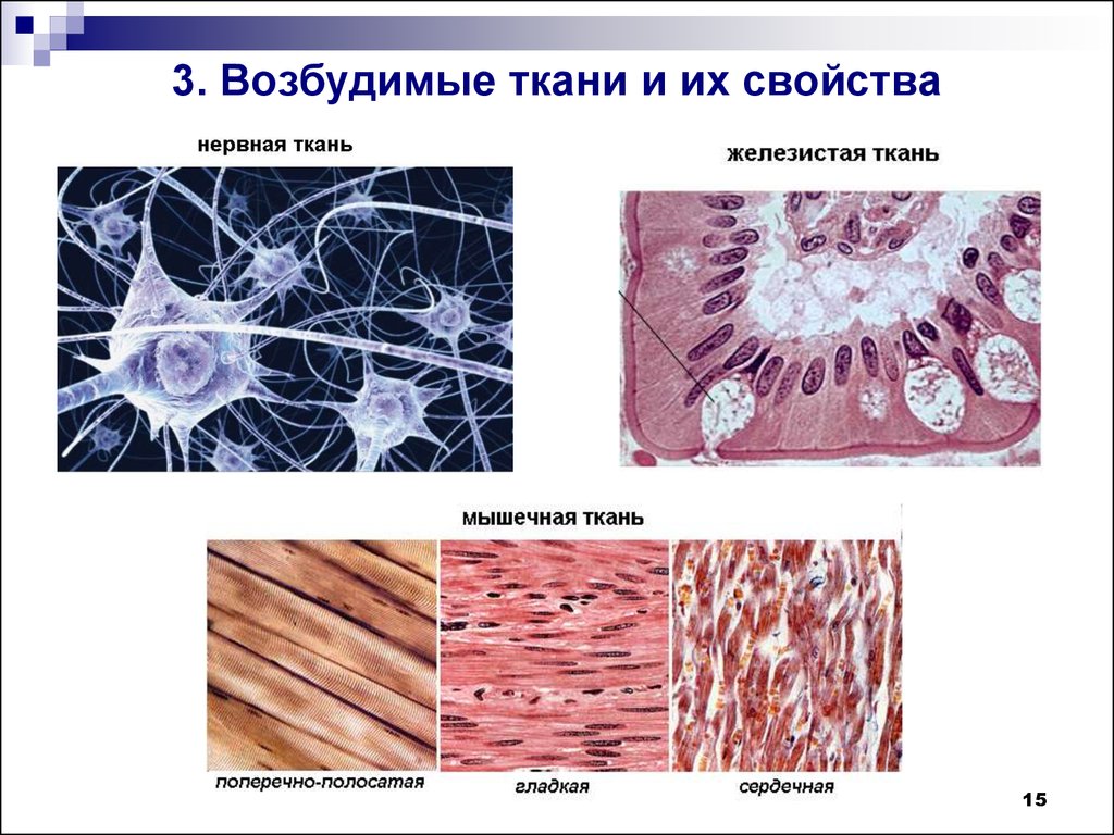 Соединительная ткань мышечная ткань нервная ткань. Возбуждение тканей физиология. Возбудимость тканей физиология. Нервная мышечная и железистая ткань. Виды возбудимых тканей.