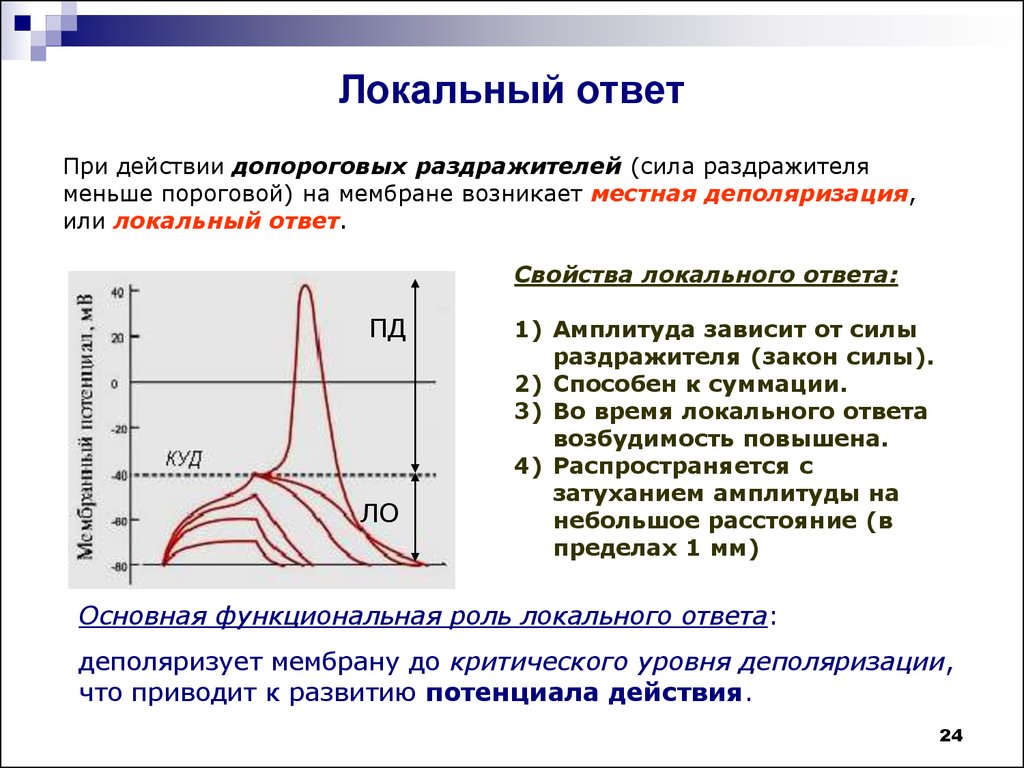 Потенциал действия это ответ. Фазы локального ответа физиология. Локальный ответ и потенциал действия. Локальный ответ физиология. Свойства локального ответа и потенциала действия.